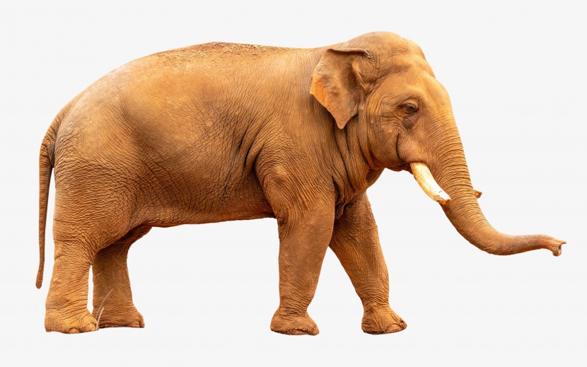 动物亚洲大象