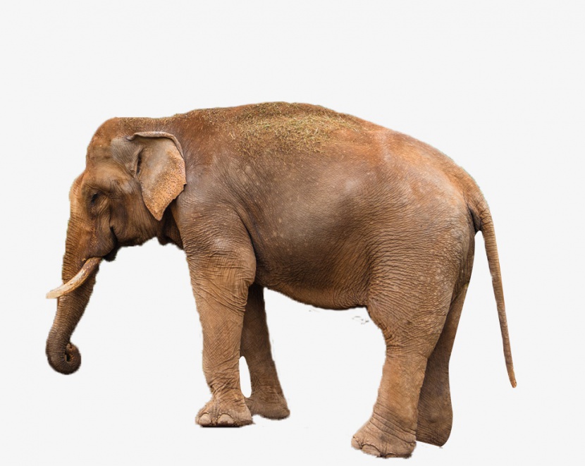 大象非洲象
