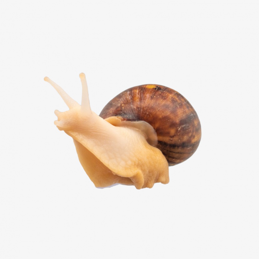 一只爬行蜗牛
