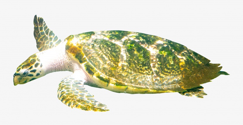 绿色海龟动物
