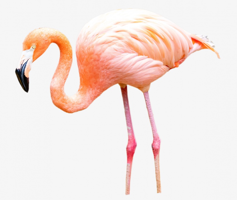 粉色动物火烈鸟