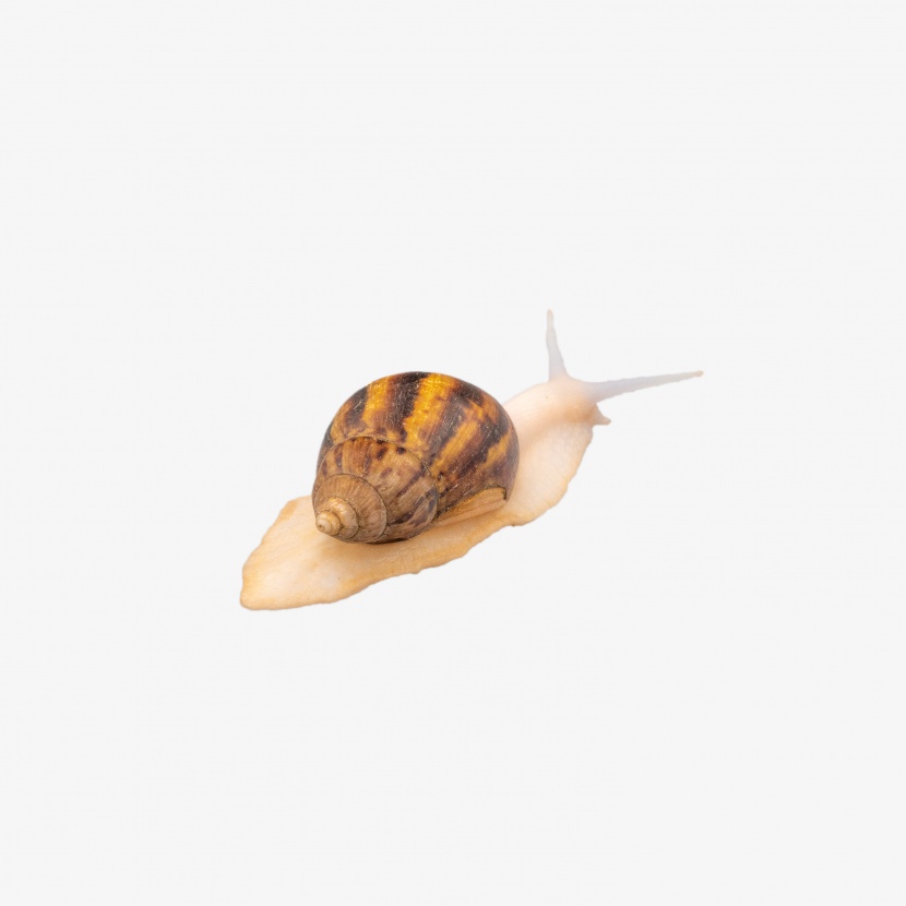 可爱动物蜗牛