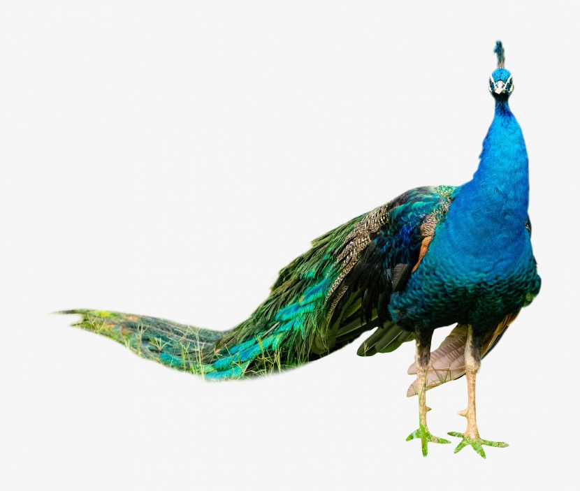 蓝色动物孔雀
