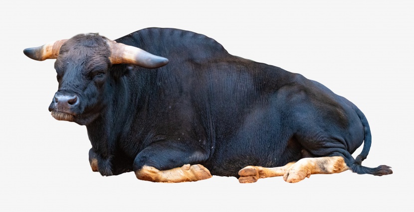 黑色动物大额牛