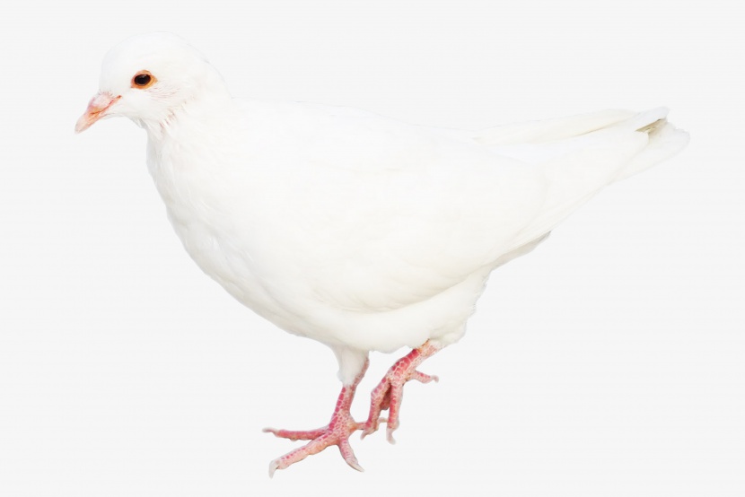 动物白色鸽子