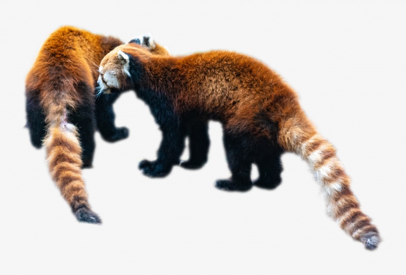 褐红色小熊猫