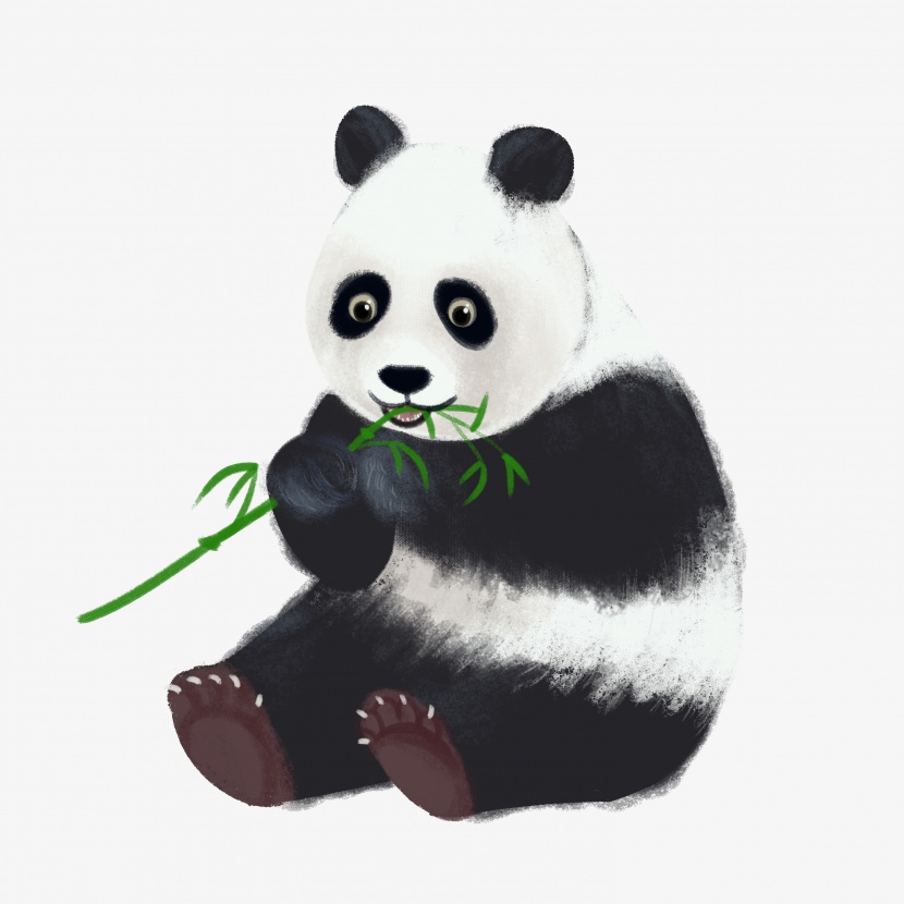 四川熊猫国宝吃竹子