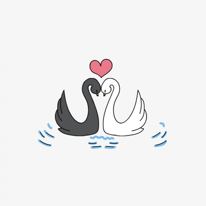 浪漫情人节亲吻的天鹅