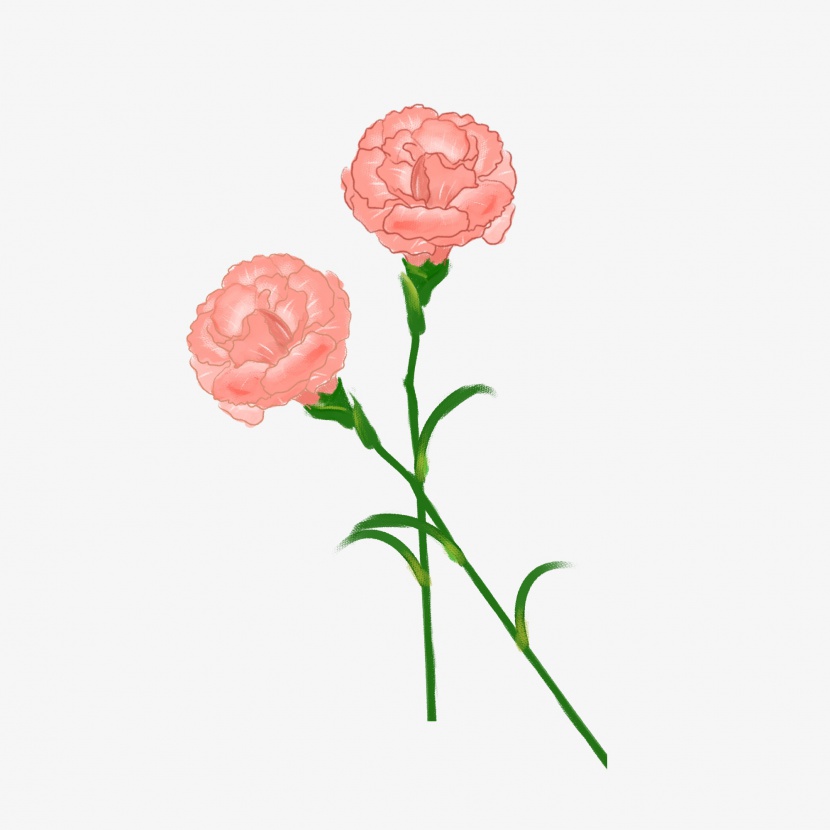 康乃馨母亲节手绘花朵元素png