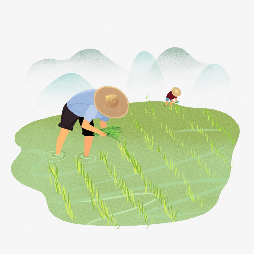 正在田间插水稻的农民