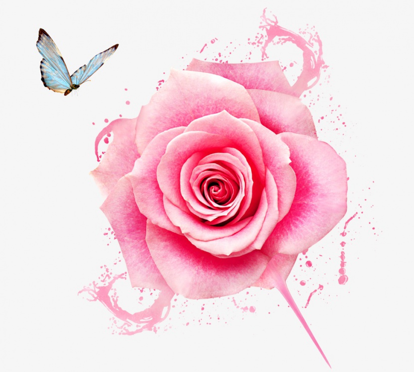 粉色水玫瑰蝴蝶素材