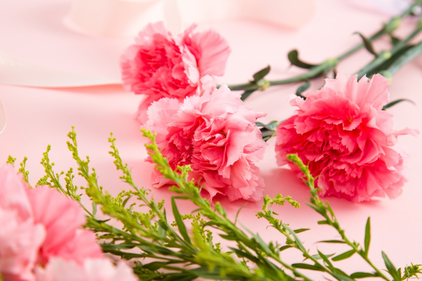 粉色鲜花康乃馨摄影图