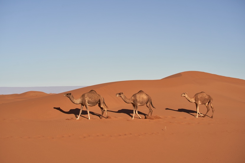 沙漠骆驼写真图片