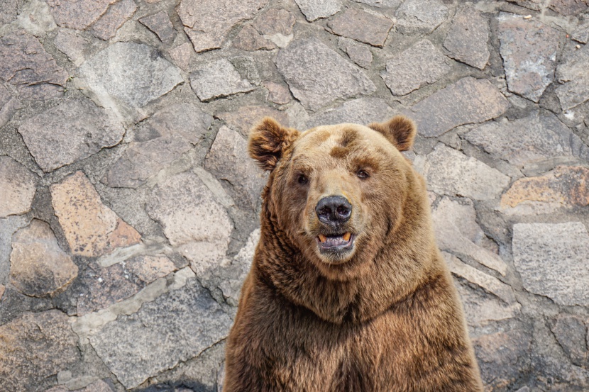 上海动物园美洲棕熊图片
