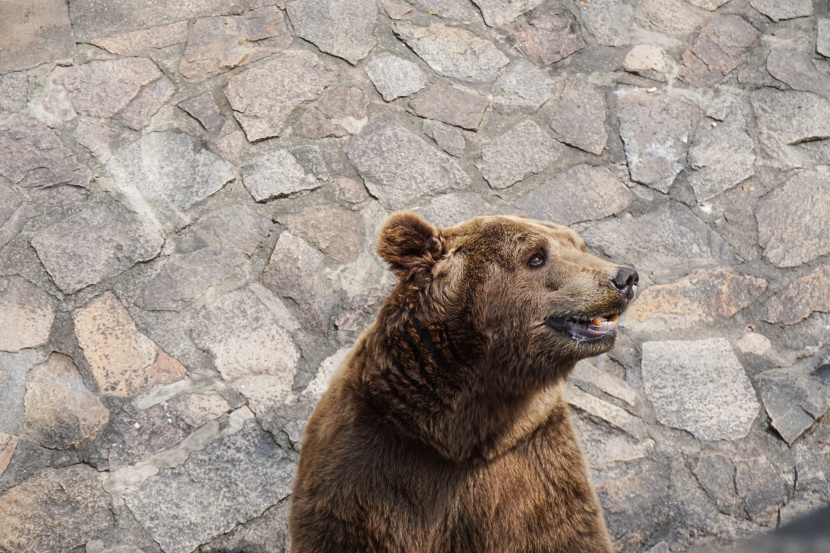 动物园里挨着墙角找吃的棕熊图片