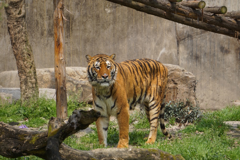 动物园站着的老虎摄影