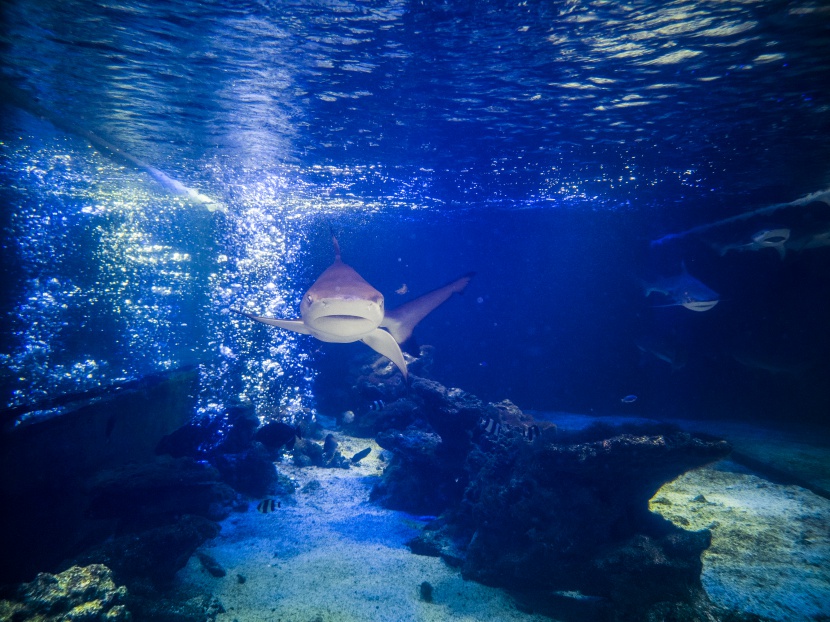 水族馆海底鲨鱼图片