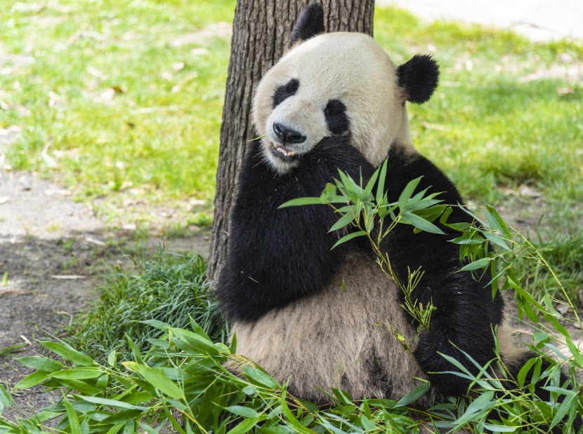 靠着树吃竹子的熊猫图片
