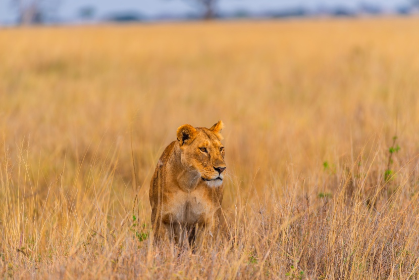 非洲捕猎的狮子