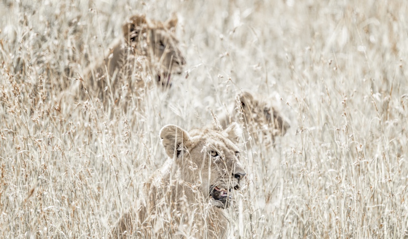 非洲肯尼亚马赛马拉大草原上的狮子