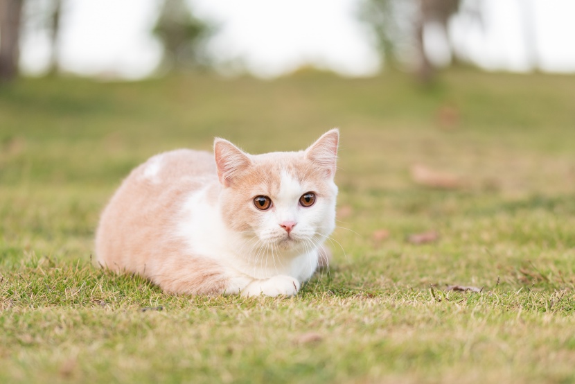 躺草地上的猫