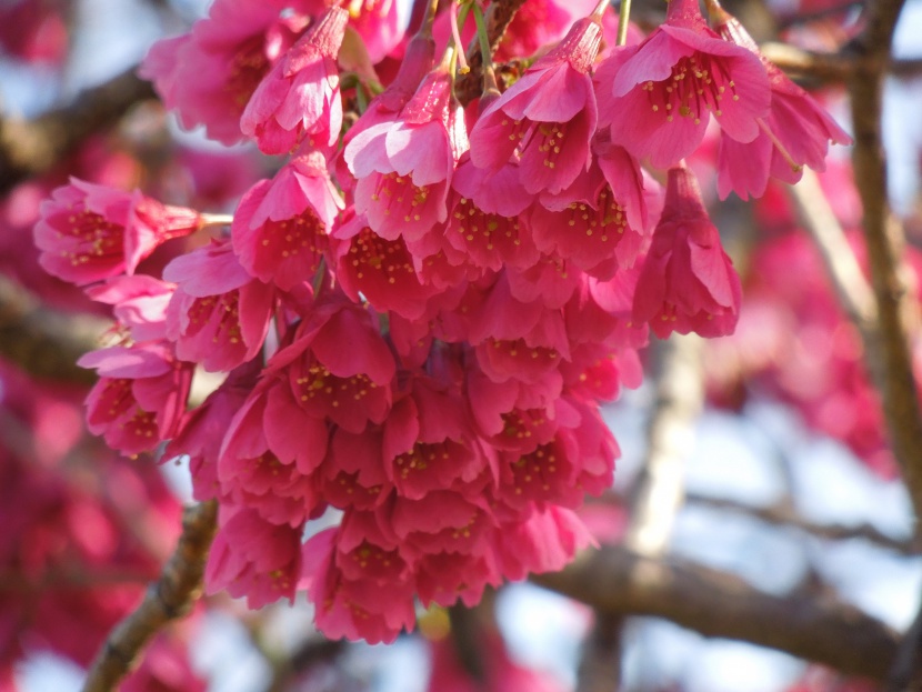 粉红色樱花摄影图片