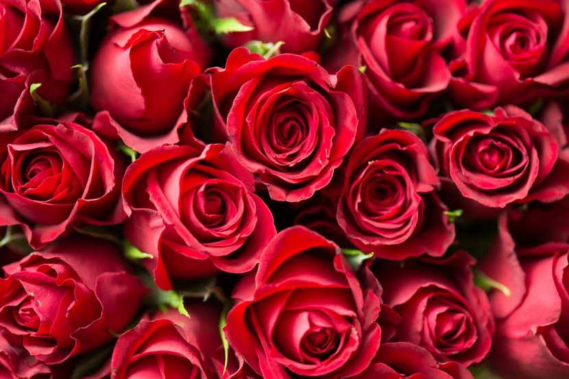 爱情红色玫瑰花图片
