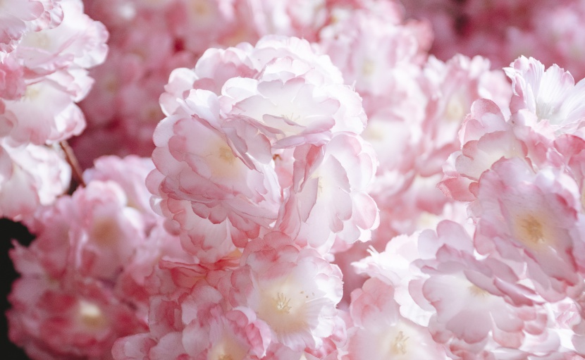 唯美樱花摄影图片
