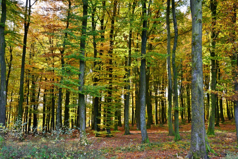 秋季森林树木风景图片