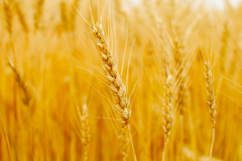 夏天之金黄的小麦
