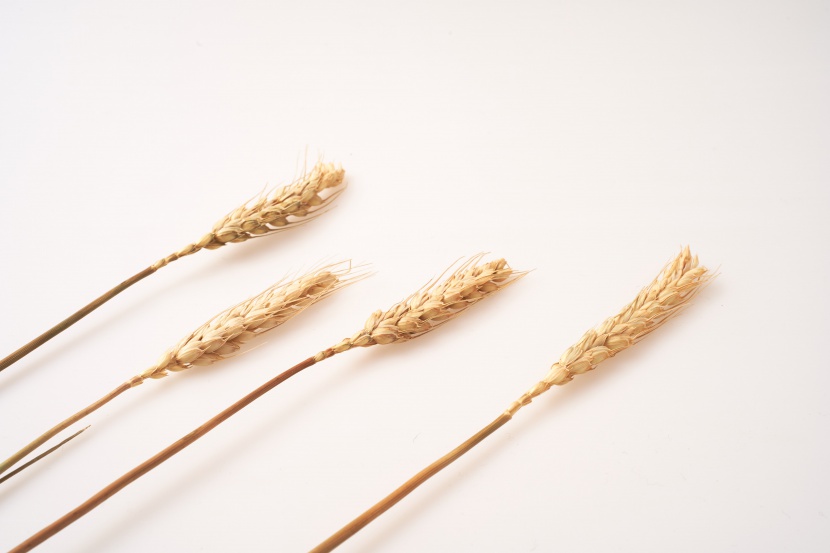 秋天小麦麦穗成熟背景图