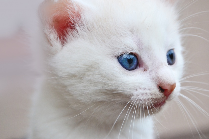 纯白色小猫咪图片