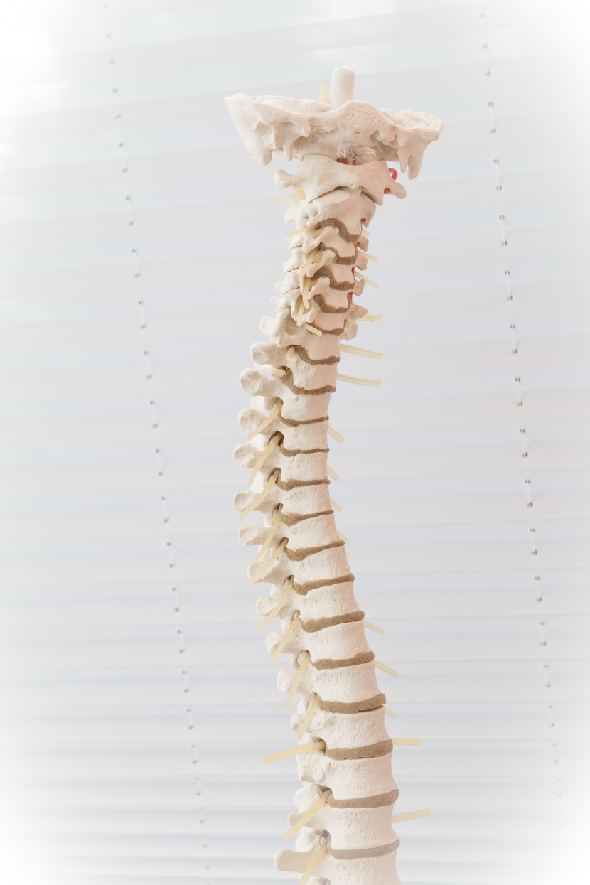正常人的背脊骨图片图片