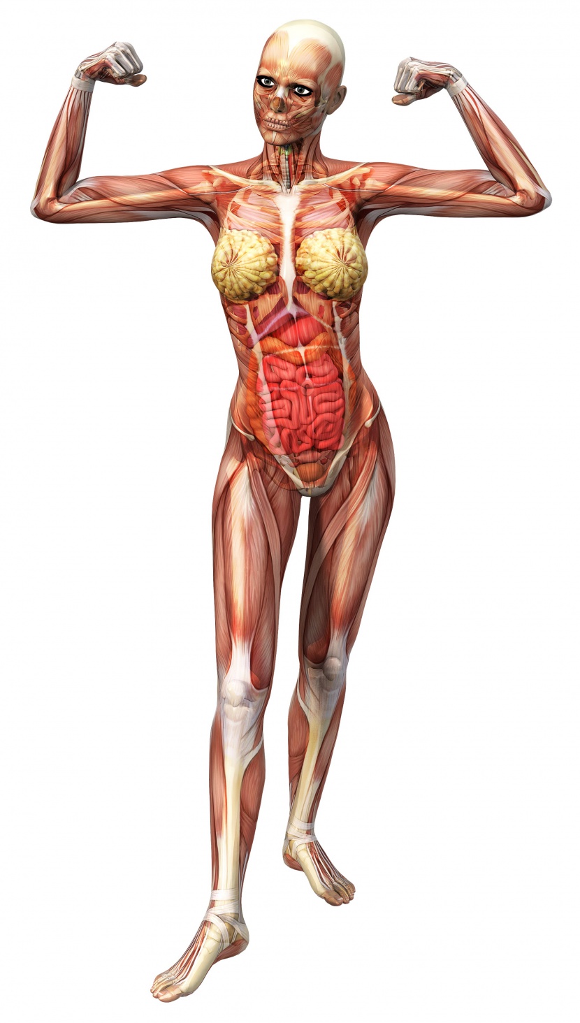 医用人体结构解剖图