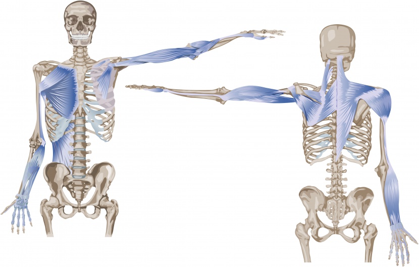 人体骨骼绘画图片